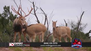 Top of Texas Taxidermy - All-Inclusive Hunting Experience - Expert Connections