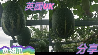 [英國uk］英國種植魚翅瓜，一只只排著隊掛著像燈籠一樣高高掛起十分好睇。種魚翅瓜瘋狂生長。