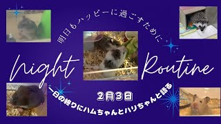 １日の終りにハムちゃんとハリちゃんと語る〜2024年2月3日