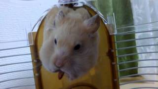 【爆笑】ブサイクハムスター☆おもしろ可愛いハムスターcute funny hamster