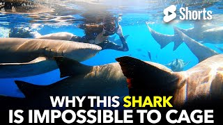 Why This Shark Is Impossible To Cage #313