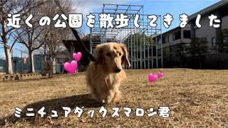 🍂近くの公園を散歩して来たよ🐶