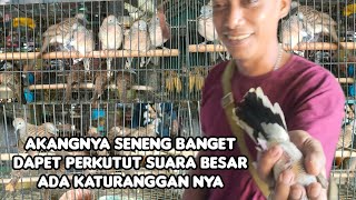 AKANGNYA SENENG BANGET DAPET PERKUTUT SUARA BESAR ADA KATURANGGAN NYA