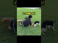 子犬の心を読んでみた　 アイボウ犬 仔犬 犬 ドッグスポーツ ディスクドッグ