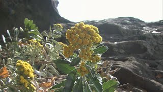 世界遺産「鬼ヶ城」の岩場に自生 「キノクニシオギク」見ごろ　三重・熊野市