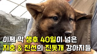 진돗개 황구 진선이와 흑황구 지호의 진돗개 강아지들 생후40일이 막 넘었습니다