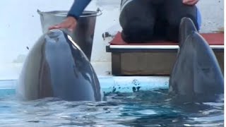 【アドベンチャーワールド🐬イルカトレーニングかわいく鳴いているけど…それ以上に近くの子どもギャン泣きの声🤣どうした？子どもよ】ちょっとした思い出 #shorts #dolphin