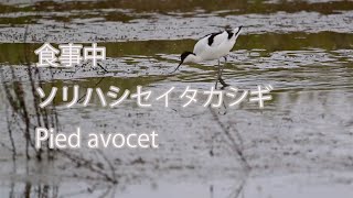 【食事中】ソリハシセイタカシギ Pied avocet