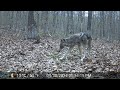 Our Backyard Animals Trail Camera Videos - Day and Night Encounters with Coyotes, Deer and a Raccoon