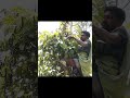 மிளகு அறுவடை blackpepper pepper peppercultivation shorts videoshorts pepperharvest pepperfarm