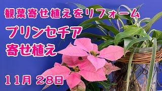 観葉植物の寄せ植えリフォームしてプリンセチアの寄せ植えに