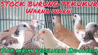 STOCK BURUNG TEKUKUR WARNA WARNI/MULTI KUK SIAP KIRIM ‼️#ternakburung #burunganggungan #dhepawiro