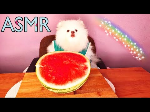 Asmr Watermelon Dog Eating Watermelon ёянй Youtube