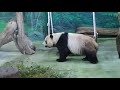 20200516 團團竹葉吃好久 終於找到窩窩頭 giant panda tuan tuan