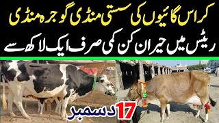 Today Gojra Maweshi Mandi | Cows Fresh Rates Update | Cow Mandi 2024