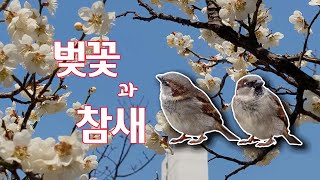 벚꽃과 참새#벚꽃#봄꽃#봄꽃피는시기#춘서#春序#참새와벚꽃