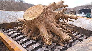 Huge Tree Stump in Giant Shredder! Extreme Shredding Machine