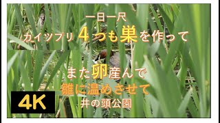 カイツブリ・４つも巣を作って卵産んで子供に温めさせる