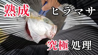 All preparation for Amberjack sashimi. How to ikejime, aging fish, filleting and making sashimi.