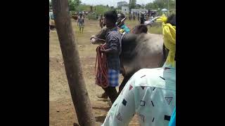 kandanur manjuvirattu||2022||tamilan photography