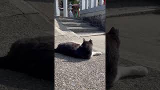 【伏見稲荷】ご機嫌にゴロゴロするハチワレ猫ガツガツ　A cat rumbling in a good mood