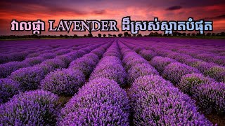 វាលផ្កា Lavender Provence ប្រទេសបារាំង