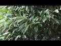 雨の動画　video and sound of rain hd