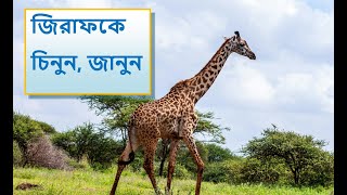 জিরাফ কে চিনুন ও জানুন। KNOW ABOUT GIRAFFE