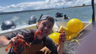 PNW Spot Prawns, SHRIMPING! Ep.6