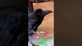 鳩に求愛され困惑するカラスのクッピ2024/4/25KUPPI the Crowカラスのクッピ #カラス #ハシブトカラス