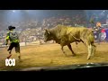 What makes a bucking bull buck? | ABC Australia