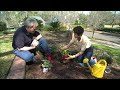 around the yard how to plant container plants around your yard