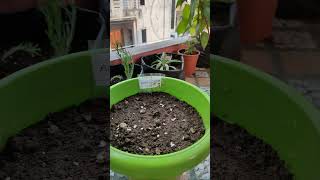 How to grow Acroclinium (Paper Daisy) from Seeds Easy #acroclinium