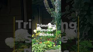 Trimming Your Smoke Bushes.        #gardening #gardenanswer #4seasons #landscape