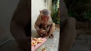 Monkey #trending Monkey #cute #new ❤️❤️🐒