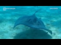 this sandbar in the cayman islands is stingray city