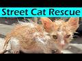 From Street Cat to Cuddly Companion | Kitten Rescue Before and After | Street Cat Rescue