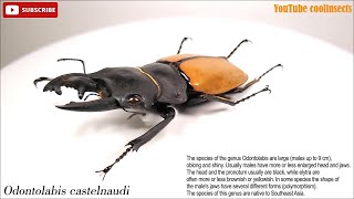 001 Odontolabis castelnaudi. CASTELNAUD Yellow Asian Stag beetle. 카스테나우드엄니턱사슴벌레.