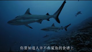 假如遇到鲨鱼该如何逃生How to escape if you encounter a shark.