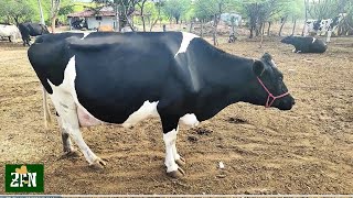 DAIRY COWS FOR SALE IN NORTHEAST BRAZIL #dairycows