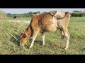 Cow grass eating ang satisfying video | Cow farm video | Cow eating Grass video (2)