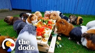 This Couple Has 150 Guinea Pigs | The Dodo