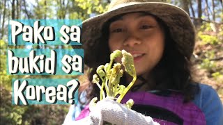 Picking Gosari (Fernbrake or Bracken) in South Korea #adventure #video   #viral  #viralvideo