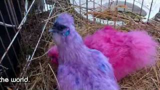 Blue and Pink Chickens! (Yes they're REAL!)