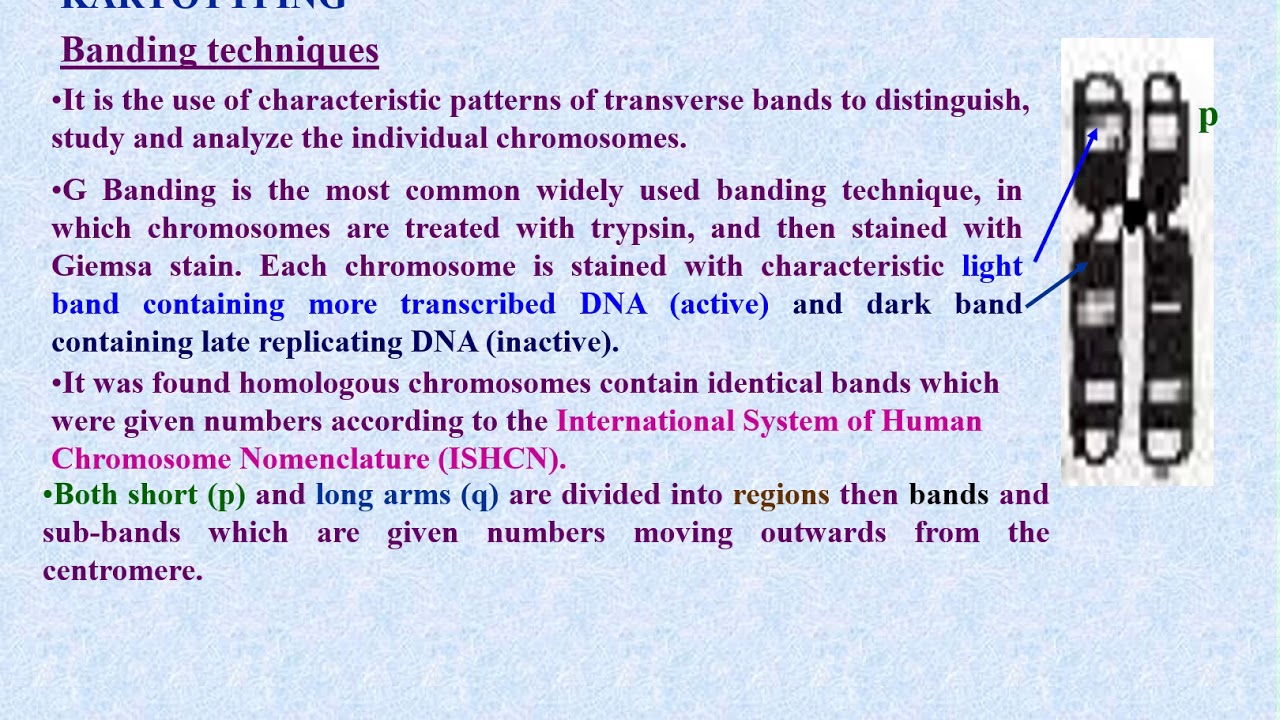 Chromosomes Cytogenetics - YouTube