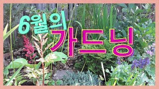 6월의 가드닝/다년생 꽃심기/만병초 데드헤딩/식물 재배치하기/작약 꽃대 정리/국수나무 소개/Diabolo Ninebark \u0026 Lemon Candy Ninebark/캐나다정원가꾸기