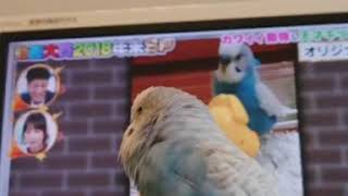 【DA PUMPのUSA歌うインコ】自分が出てるテレビをDA PUMPのUSA を 歌いながら