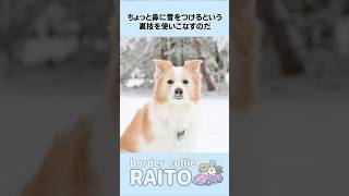 雪遊び大好きなボーダーコリーの編み出した天才すぎる秘策#ボーダーコリー #shorts