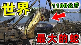 全世界最大的10條超級巨蛇！第一名重量超過1100公斤，把鱷魚當做食物吃。|#世界之最top #世界之最 #出類拔萃 #腦洞大開 #top10 #最大的蛇