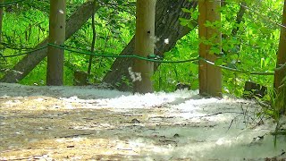 初夏に降る雪　〜柳絮〜　天神下公園周辺・北本自然観察公園　2023年5月11日